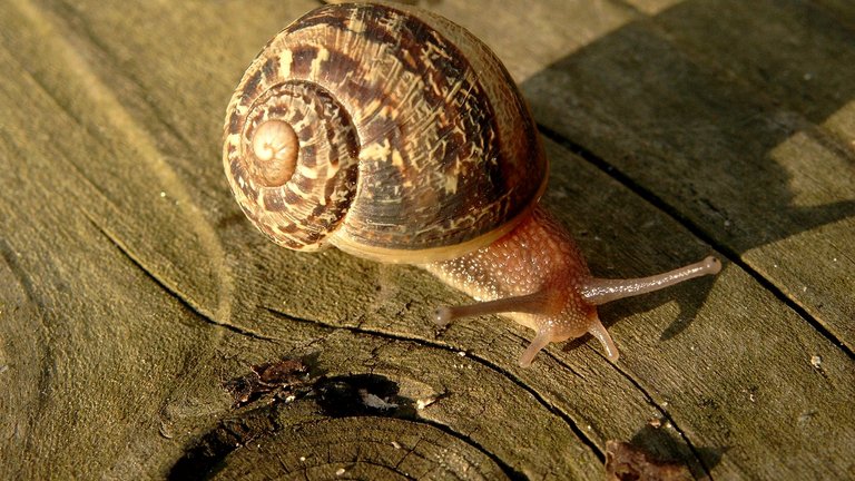 Snegle i haven - nyttedyr eller skadedyr?