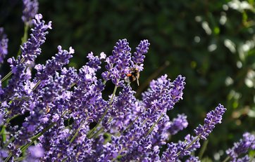Få flere bier haven | Vælg blomster og planter vilde bier