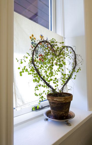 Hvordan får jeg mine stueplanter til at holde længe?