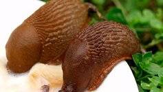 Brunrøde dræbersnegle i privat have