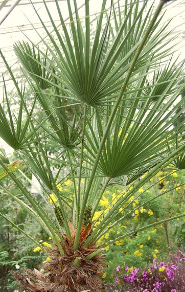 7 gode til palmer danske haver | Sådan dyrker du palmer i din have