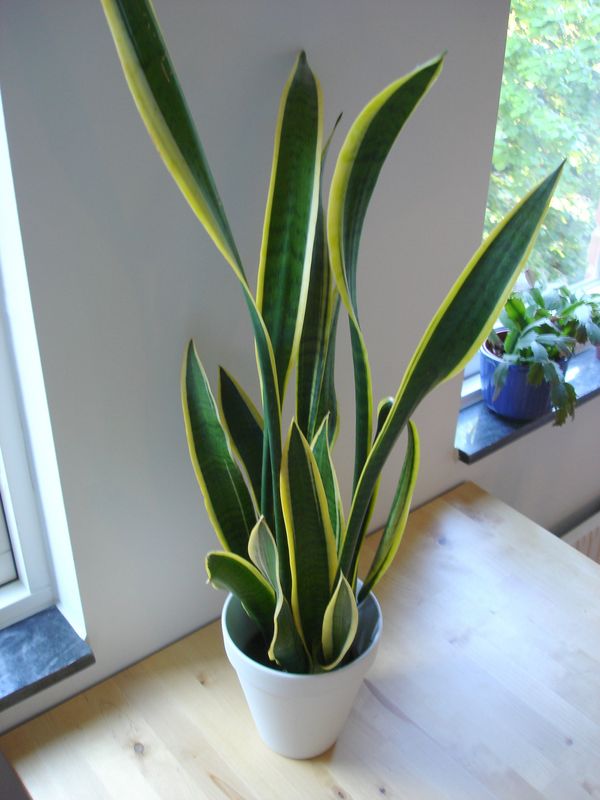 10 nemme planter til stuen Stor stueplante