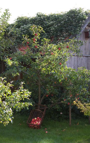 Imagination Milestone Athletic Sådan vælger du de bedste æblesorter til din have