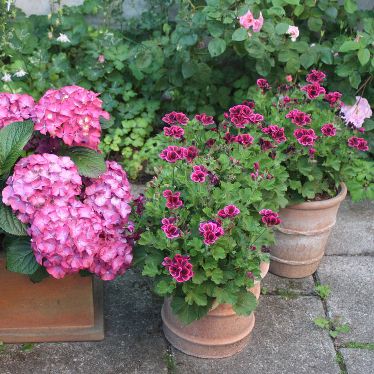Terrasser Blomster terrasse